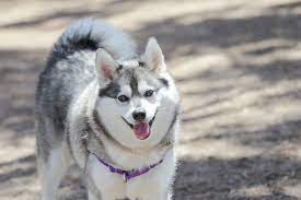 Comparatively a new breed, the alaskan klee kai, a mini version of the alaskan husky, was personally bred by its creator linda spurlin and her family in the 1970s in wasilla, alaska. Alaskan Klee Kai Dog Breed Hypoallergenic Health And Life Span Petmd
