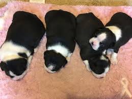 1000.00 with 200.00 deposit to hold. Pin On Puppies For Sale