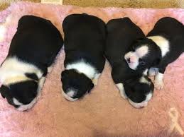 The current median price for all buggs sold is $787.50. Boston Terrier Puppies Va Pets Lovers
