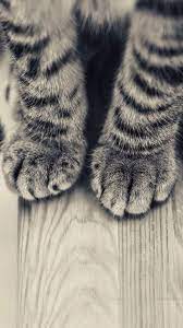wallpaper iphone cute cute kittens kedi hayvan