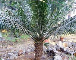 Sikas Tanaman Purba Yang Dicari Para Kolektor Tanaman Hias Saat ini sente dikenal dua macam yaitu sente hijau dan sente hitam, sente hitam lebih mahal dibandingkan dengan sente lainnya selain.