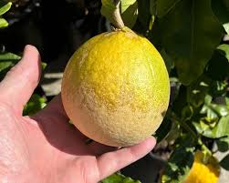 Image result for Citrus maxima