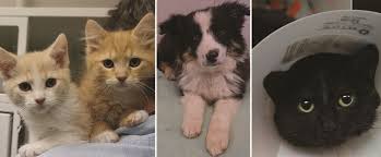Dog adoption and cat adoption saves lives. Fostering Farmington Nm Official Website