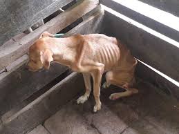 Es como llevar a un perro muerto de hambre a un bufé libre. Bartolome Pujals En Twitter Estas Fotos Tomadas Por Una Activistas Son De La Finca Administrada Por La Unidad De Proteccion Animal Upa En La Cual La Procuraduria De Jeanarodriguezs Ha Permitido Que