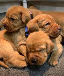 Fox red lab puppies wisconsin. Fox Red Lab Puppies For Sale Roxy Okie Three Weeks Old Cute Puppies Balsam Branch Kennel Wisconsin 12 Balsam Branch Kennel