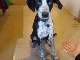 Labrador retriever and german shorthaired pointer puppy retrieving tips! Pointer Collie Puppy Left Paw Right Paw Six Months Old Youtube