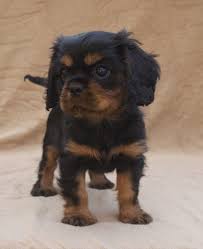Black And Tan Puppies Black And Tan Cavalier King Charles Spaniel Puppy King Charles Cavalier Spaniel Puppy Cavalier King Charles Dog Spaniel Puppies