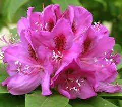 Plant Descriptions Deer Resistant Garden Deer Resistant Plants Rhododendron