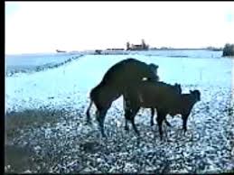 Un citadin en pleine crise existentielle décide de partir avec ses deux meilleurs amis en vacances dans le middle west, afin de conduire un troupeau de vaches du nouveau mexique au colorado. L Amour Vache Bull Love Story Video Dailymotion
