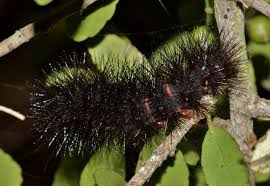 See full list on northernwoodlands.org Black Caterpillar With Picture And Identification Guide Fuzzy Caterpillars Eathappyproject