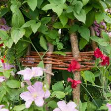 Can climbing plants include flowers? For Flower Power And Staying Power You Can T Beat These Summer Climbers