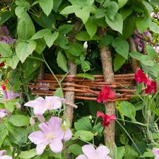 Climbing plants climbers and wall shrubs are a brilliant way to liven up dull walls, fences, obelisks and supports throughout the garden, especially when planting space is limited. For Flower Power And Staying Power You Can T Beat These Summer Climbers