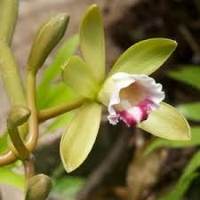 Image result for Vanilla polylepis