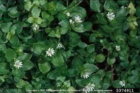 Image result for Stellaria pallida