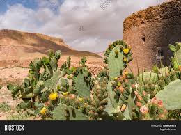 Due to their attractive morphology, cacti can be found throughout the cactus is a type of plant that can store large amounts of water and survive in extremely hot and dry habitats. Africa Morocco Fig Image Photo Free Trial Bigstock