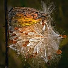 Autumn Milkweed Pod Bursting Open With Seeds By Randynyhofphotos Milkweed Pods Milkweed Milkweed Seeds