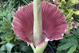The Toronto Zoo S Corpse Flower Hit Peak Bloom And Smell Last Night