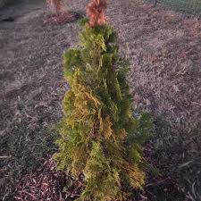 Image result for thuja drying out dead dried symptoms)