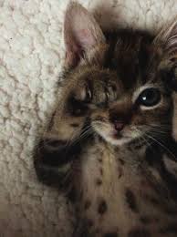 Pet service in duluth, minnesota. Kittens Duluth Mn Puppies Definition Cute Animals Kittens Cutest Cute Cats