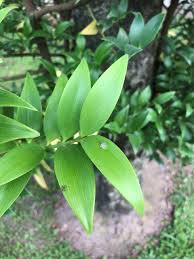 Image result for Nageia nagi