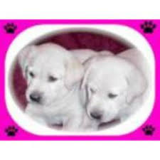 Because we are a breeder of a very calm, and close companion akc english labrador retriever with soundness in structure, health and temperament, you will find that many of our dogs become service or therapy dogs. Aaa Labs Labrador Puppies Ontario Ca Photos Facebook