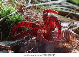 Image result for Pseudocolus schellenbergiae