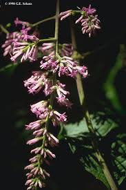 Image result for Pauridiantha paucinervis