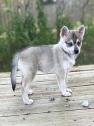 This dog is a smaller companion dog, similar to the working husky, and excellent for those who would love a husky but do not have the time. Die 9 Besten Ideen Zu Alaskan Klee Kai Hunde Alaskan Klee Kai Tiere