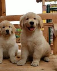 We are not a kennel, based out of virginia beach, va, our goldens are our pets. Best Healthy Golden Retrievers Puppies For Sale Golden Retriever Puppies Dogs Golden Retriever