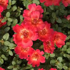 Image result for Portulaca foliosa