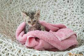 Kedi Sampuanla Yikanir Mi Miyavliyo