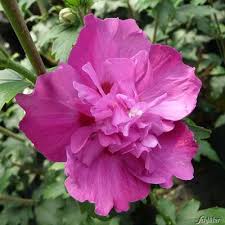 Werden auch sie einem der tausenden zufriedenen besucher, die informationen zu pflanzen online versand, rosen und pflanzen kaufen erhielten.diese domain steht zum verkauf! Hibiscus Purple Ruffles Von Garten Schluter Auf Blumen De Kaufen