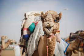 The iconic camel cup event is one that encapsulates the town of alice springs on an annual basis in the month of july. Australia S 7 Most Eyebrow Raising Festivals Hunter And Bligh
