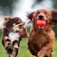 Small Dogs Social - Ascot Park event image