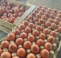 Huevos orgánicos