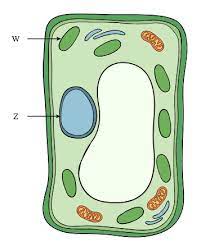 We did not find results for: Lesson Worksheet Animal And Plant Cells Nagwa
