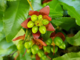 Image result for Ochna oxyphylla