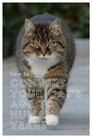 At this stage the cat's organism begins to mature in aspects such as behavior and sexuality. How To Convert Your Cat S Age To Human Years Litter Robot Blog
