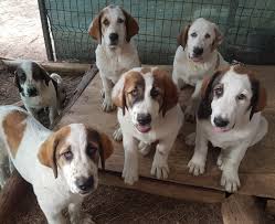We put alabai puppies for sale once they are ready to move to their new homes. Alabai Australia Central Asian Shepherd Dog Alabai Puppies