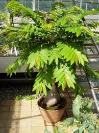 Image result for Phyllanthus mendesii