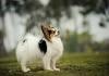 Papillon dog Facts for Kids