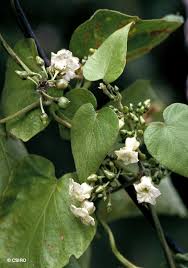 Image result for Lepistemon