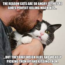 The Reason Why Cats Are So Angry Funny Cat Memes Cat Memes Cats
