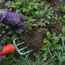 But if you've eaten all of the ones you can, and you still. How To Kill Weeds And Stop Them From Growing Ideal Home