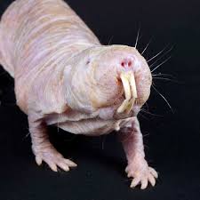 Un cheval doit traverser une rivière avec un couple sur le dos mais il est pas motivé du tout et va vite leur faire comprendre. Qui A Peur Des Animaux Moches L214 Education