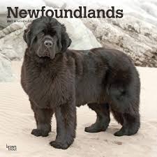 These fluffy newfie puppies grow into gentle giants with a loving, sweet nature. Newfoundland Calendar 2021 At Calendar Club