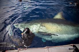 Check spelling or type a new query. H 8hriwdhs Big Blue Spania Katagrafh Toy Megalyteroy Leykoy Karxaria Ston Kosmo Lifo