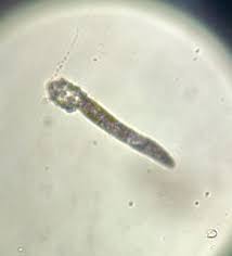 Image result for Demodex brevis