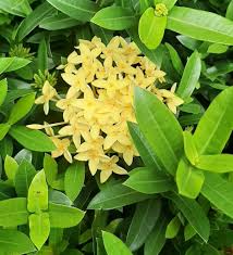 Image result for Ixora narcissodora