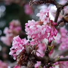 Buy grner garten shop securely online today at a great price. Wasserpflanzen Mullers Gruner Garten Shop Duftender Winterschneeball Dawn Viburnum Bodnantense Duftende Rosa Bluten Garten Agb Lv